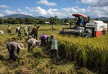 From Fields to Plenary: How Local Producers Are Fighting to Reclaim the Rice Market
