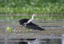 Potential first Philippine record of Pied Heron documented in Agusan Marsh